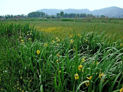 Giaggiolo Acquatico